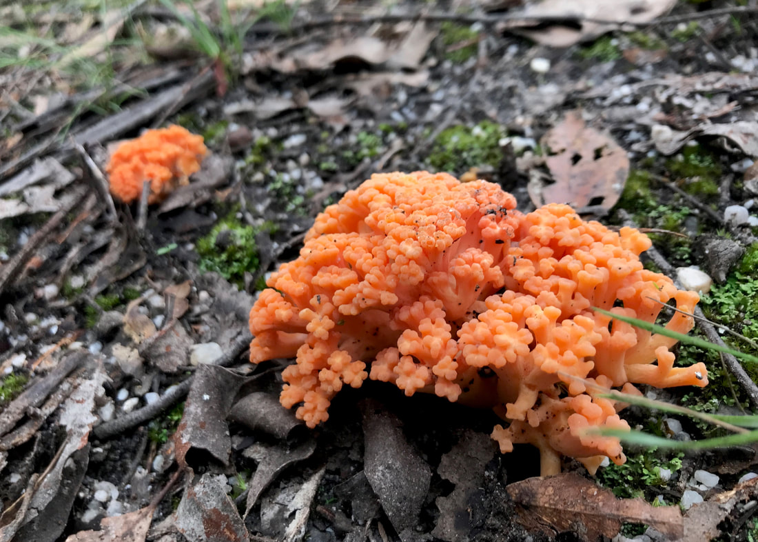 Orange, coral-like fungus tufts among leaf litter