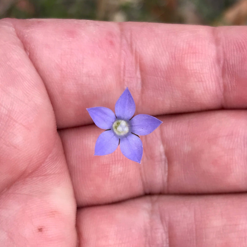 delicate 5 petal purple flower cupped in a hand