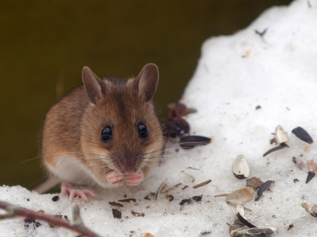 Wood mouse in snow