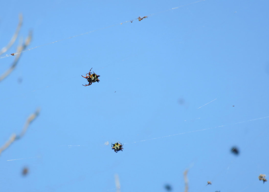 Spiders in webs against blue sky