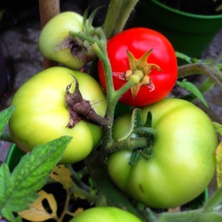 Bunch of tomatoes - one red, three green