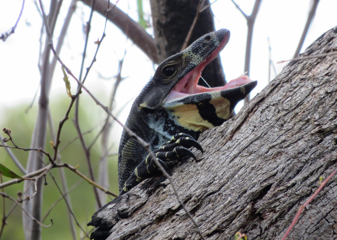 Head shot of a large lizard with its mouth open on a tree trunk