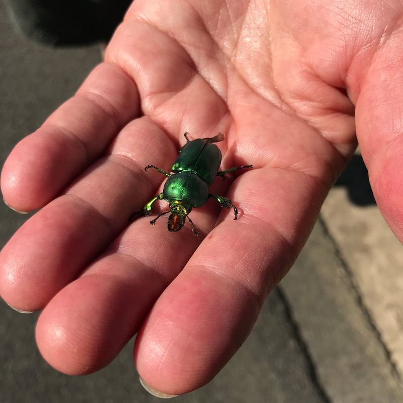 bright green beetle on someone's hand