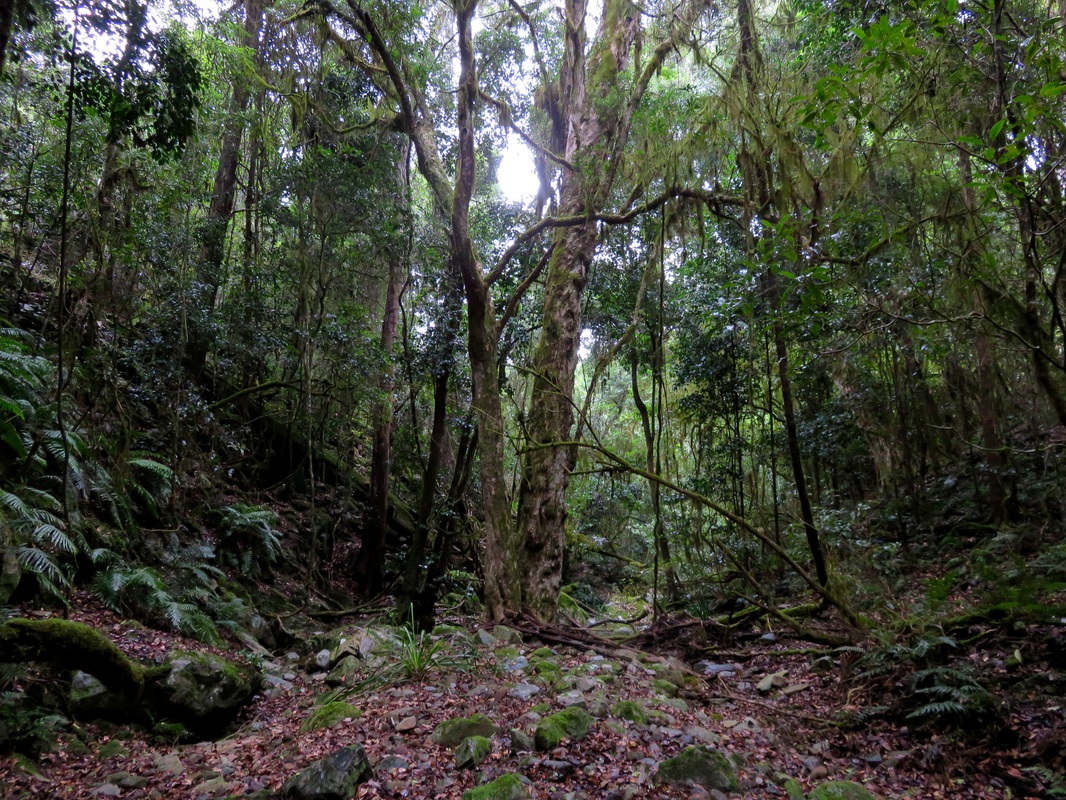 Rainforest creek bed