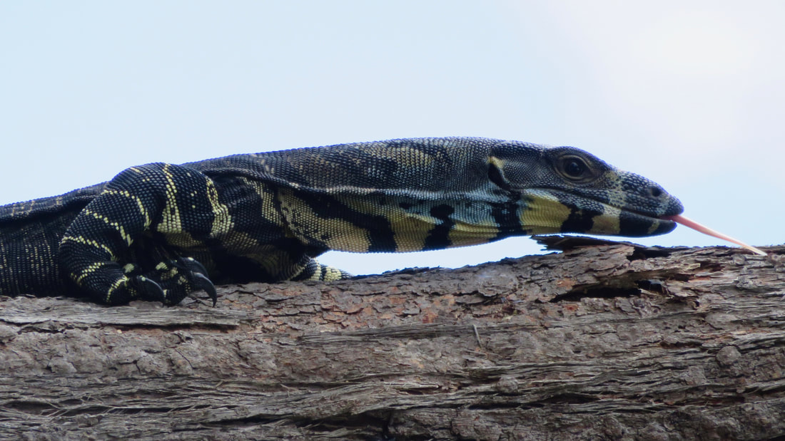 Large lizard on a tree with its tongue poking out