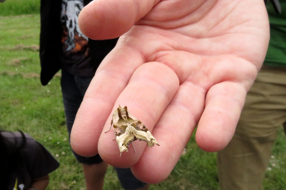 A bronze moth