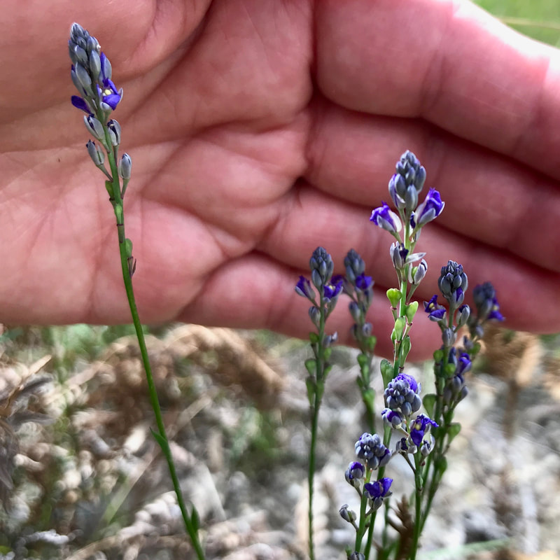 hand cupping several purple flowers on long stalks