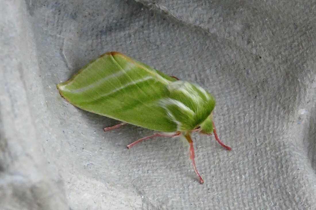 Green silver-lines moth