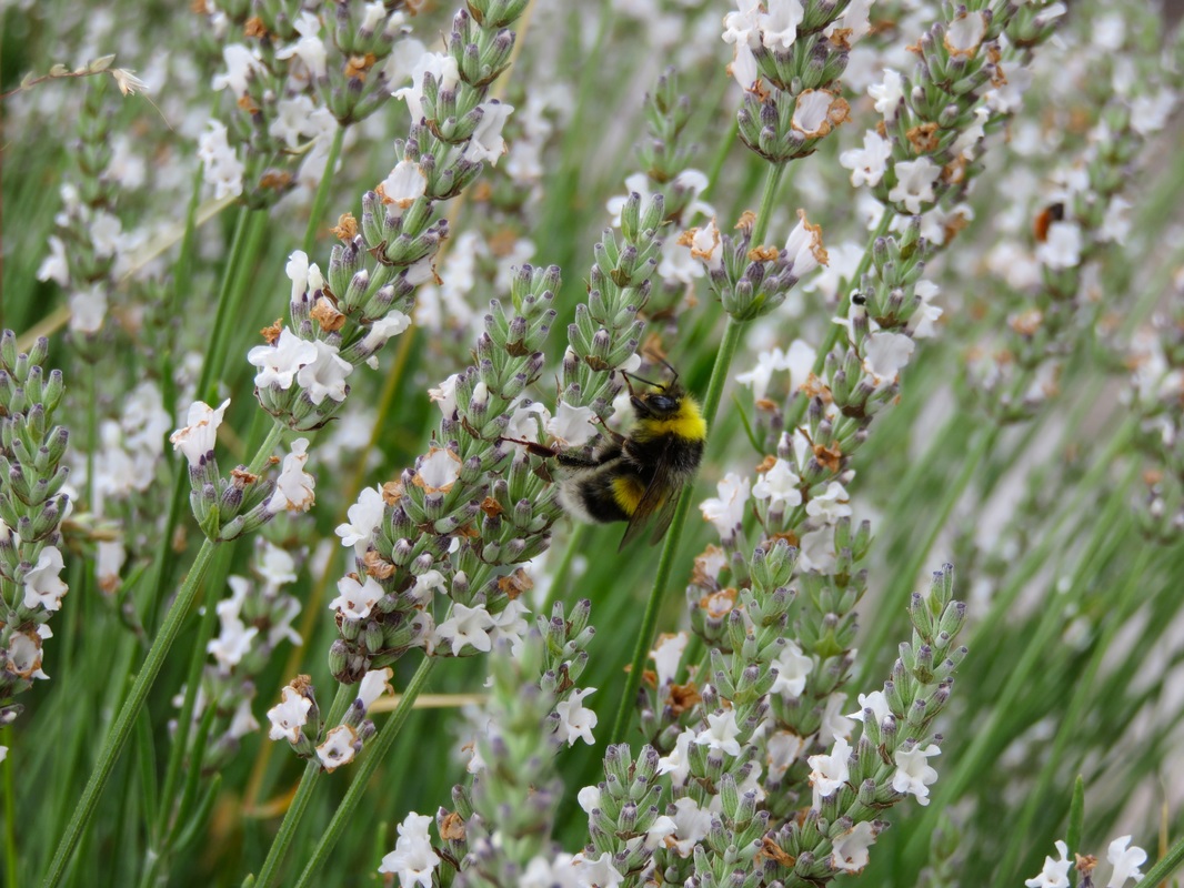 Bee in white lavender