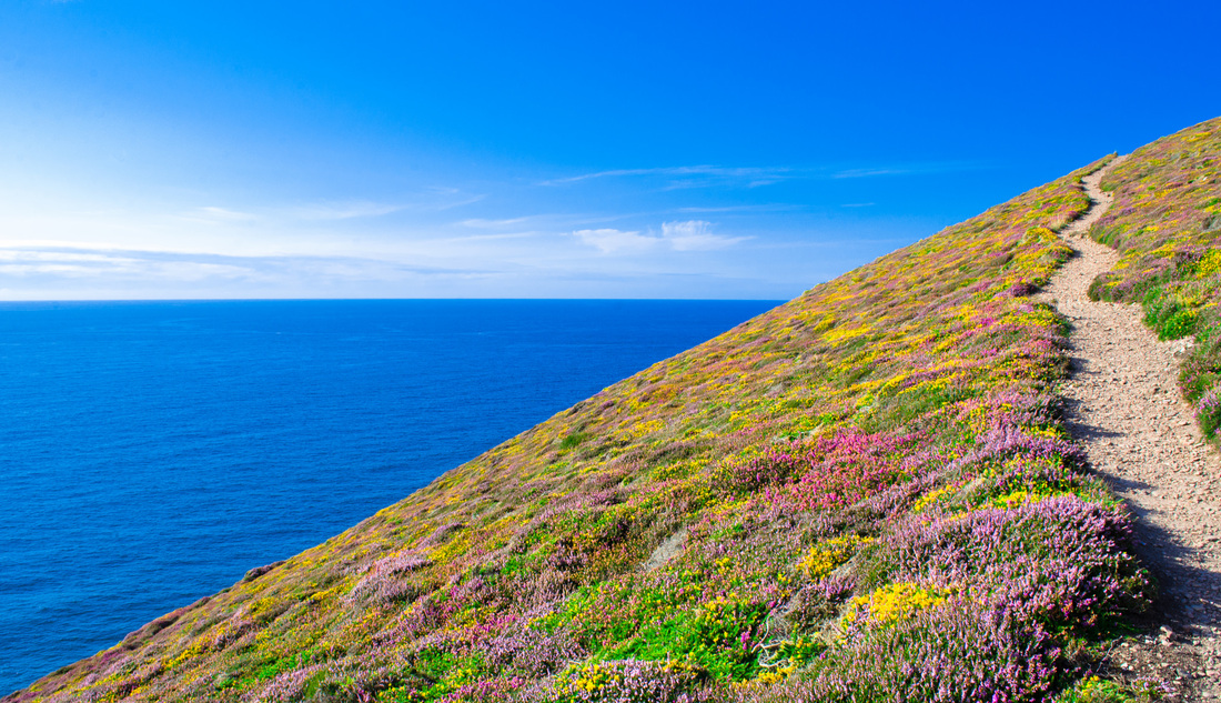 Colourful heather, blue sea and sky