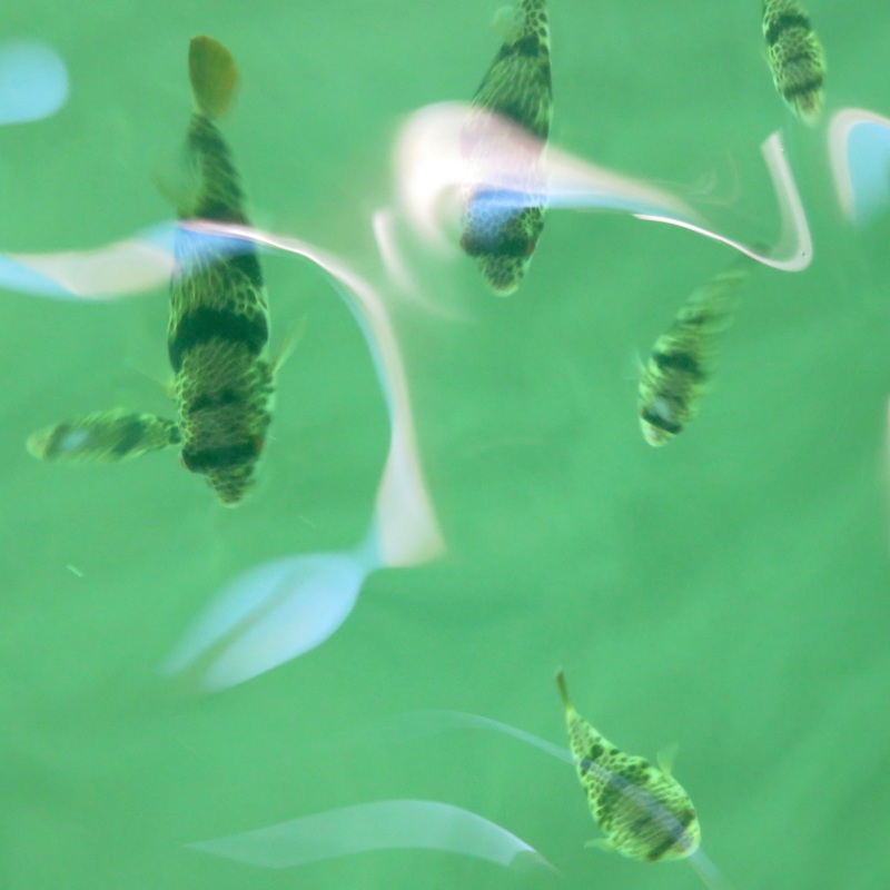 Fish in green water
