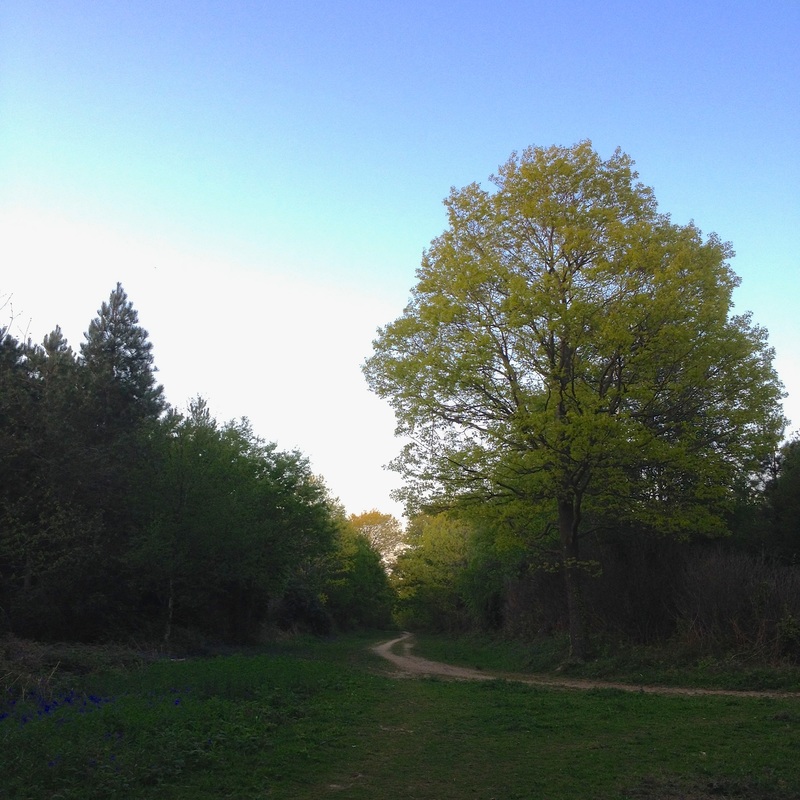 Spring trees and bluebells