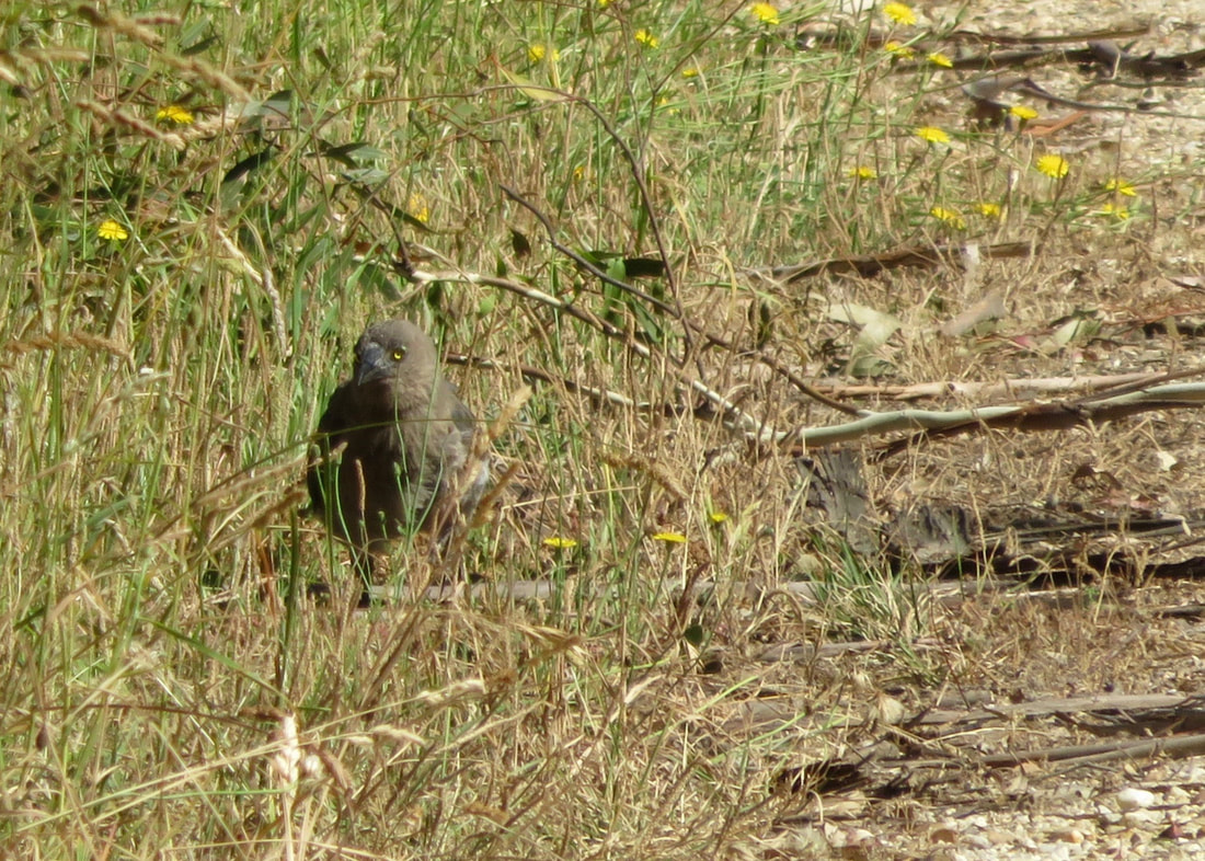 grey bird with yellow eye looking sulky, sitting in grass beside a path