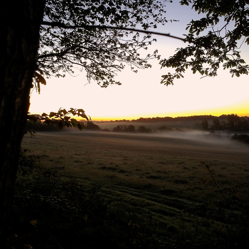 Mist on field at dawn