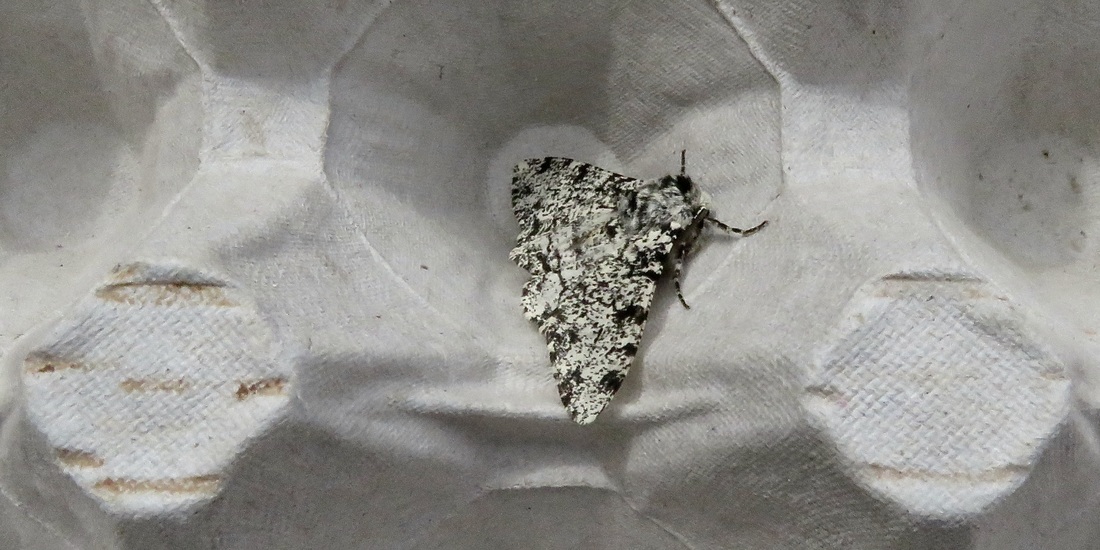 Peppered moth - I think!