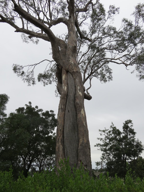Scarred tree