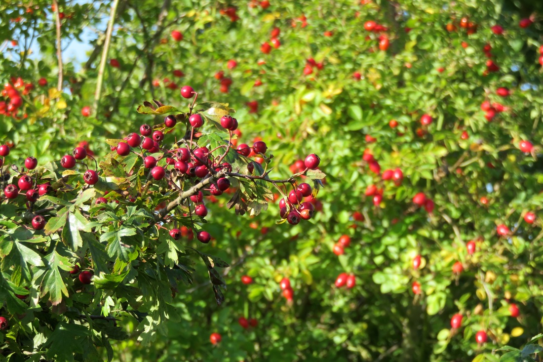 Red berries, green leaves