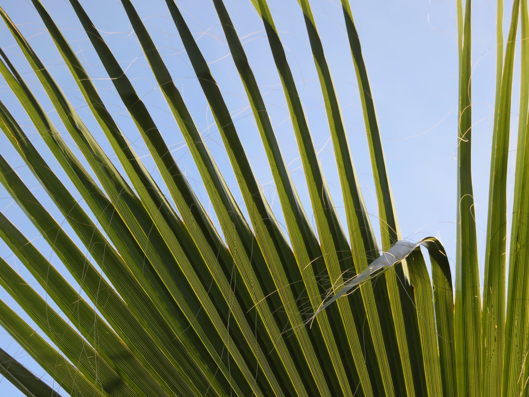 close up of green spiky frond against blue sky