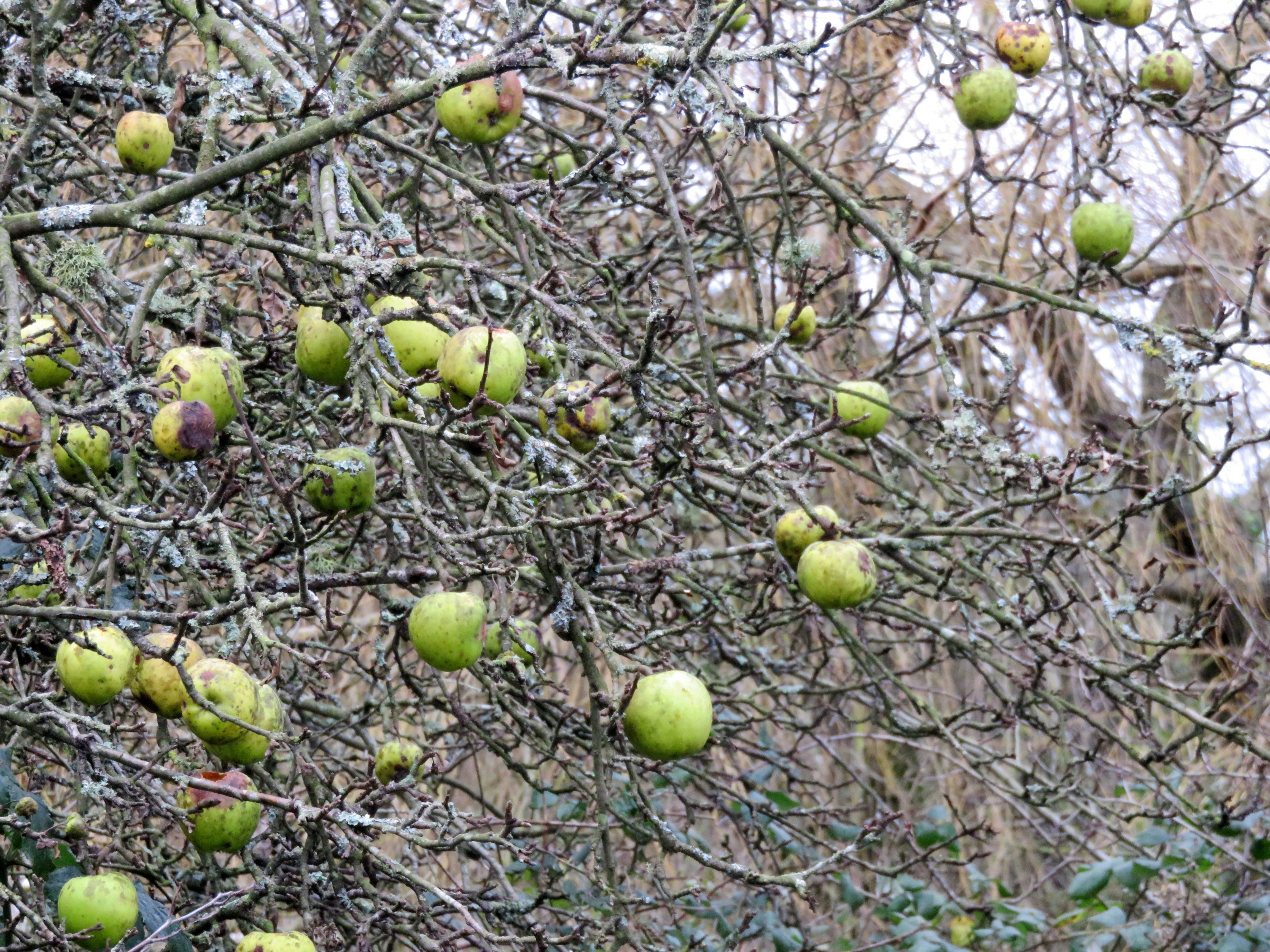 Green apple on winter tree