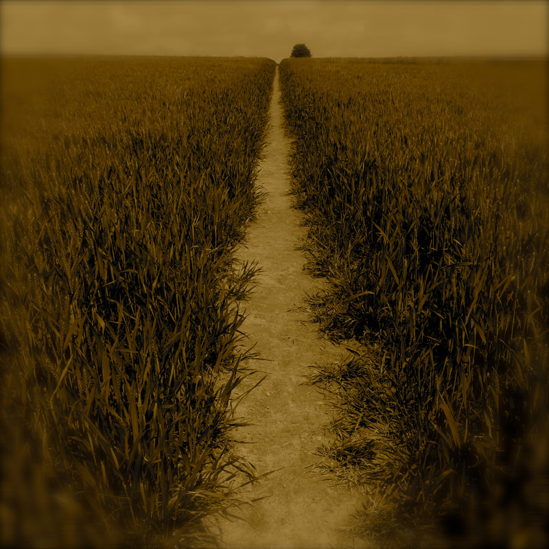 sepia path through crops