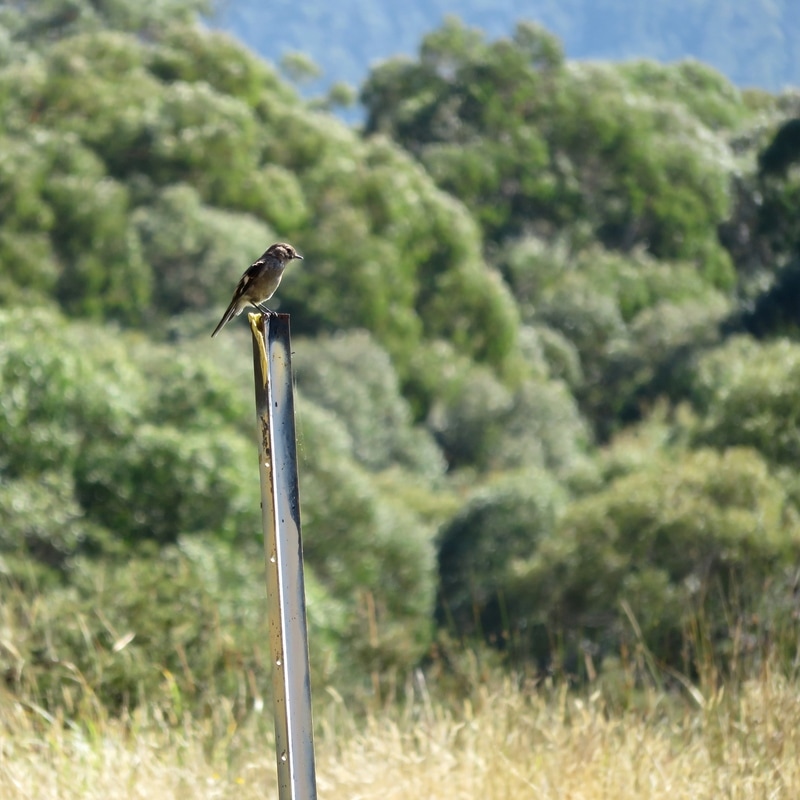 Small bird sitting on metal post