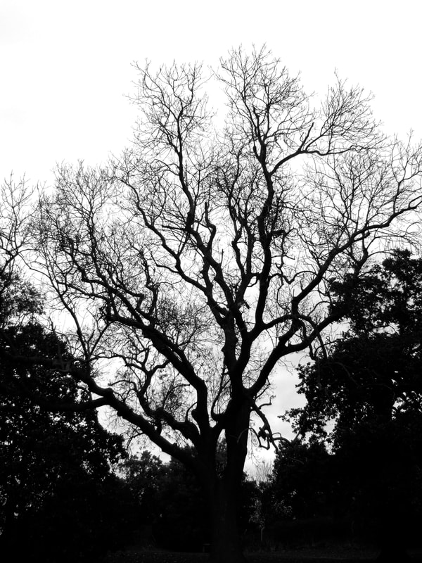 Silhouetted tree