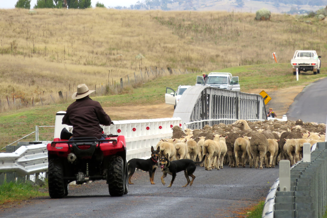 farmer on quad bike herds sheep over bridge