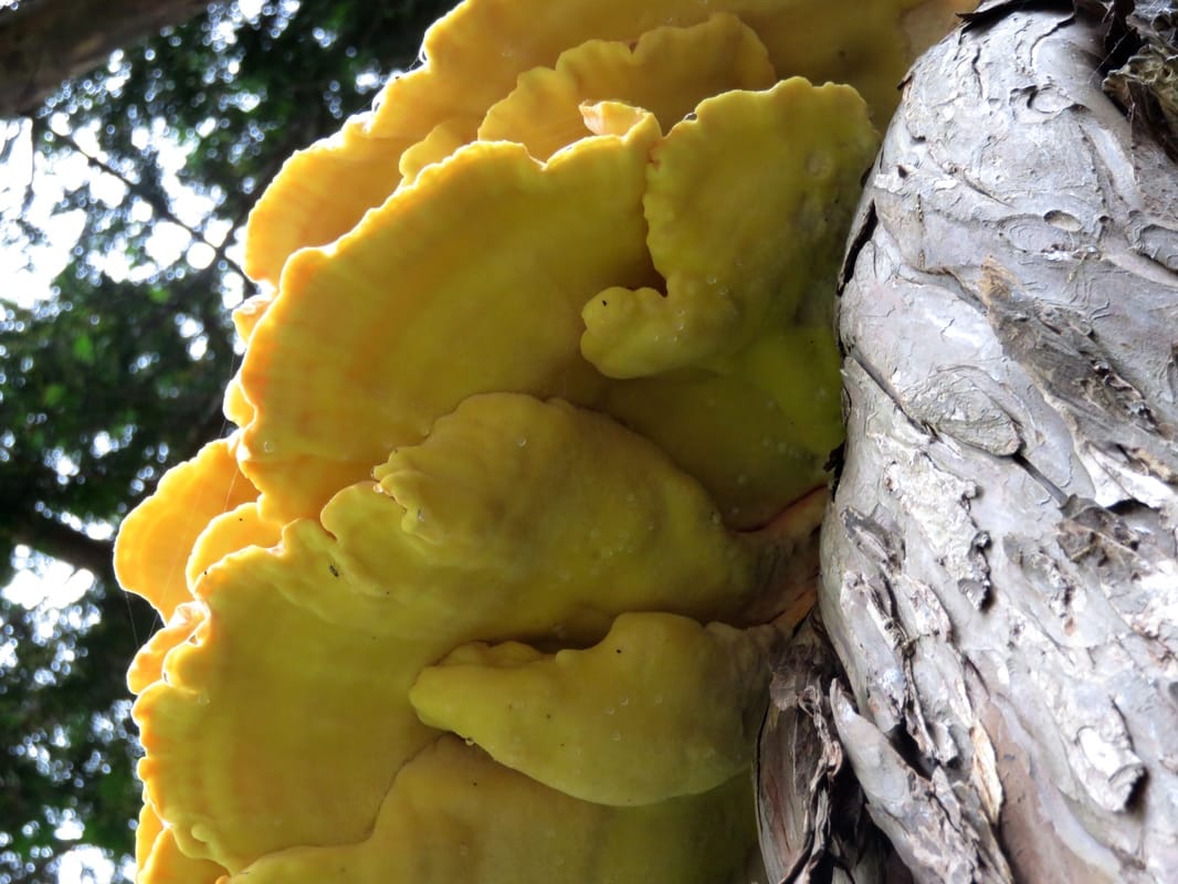 yellow bracket fungus