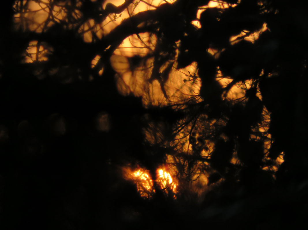 glimpse of orange sun and sky through silhouetted brush