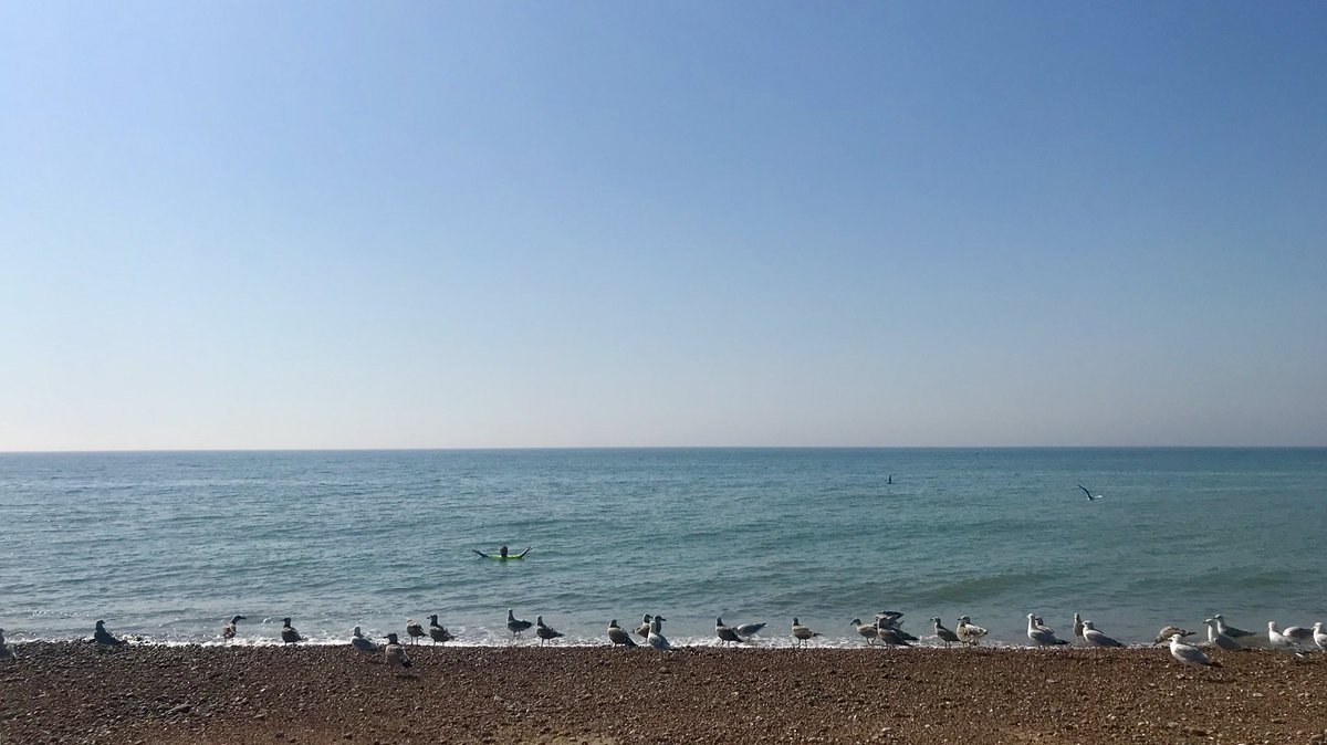 Person in calm sea with gulls lining the shore