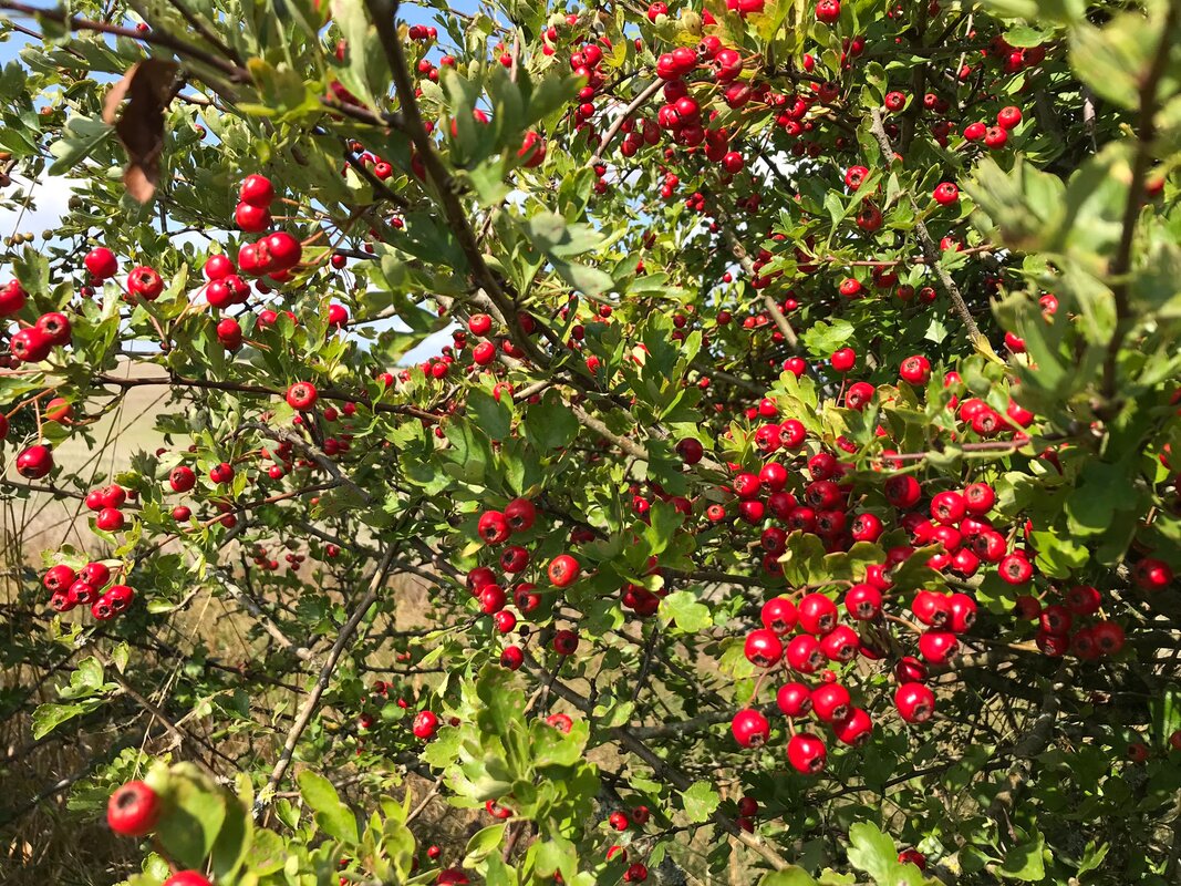 A jumble of small red berries
