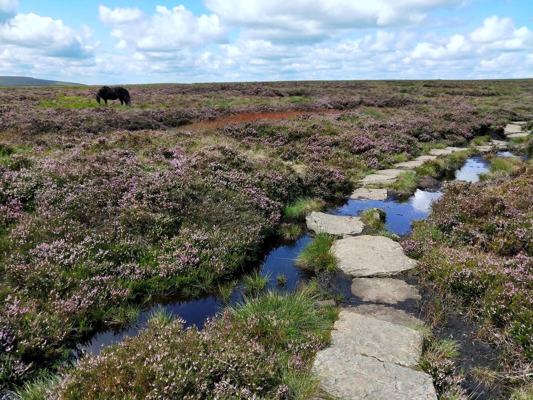 Stepping stones lead through heather and shallow pools, a pony grazes in the background