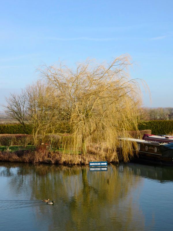 Willow tree beside water with a sign pointing to services
