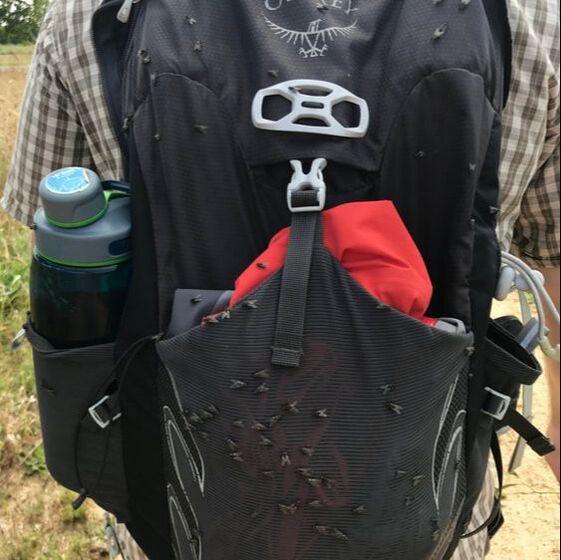 A black backpack with dozens of blowflies on it