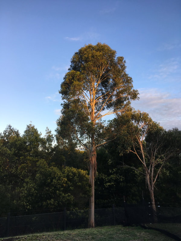 Youngish eucalyptus in morning light
