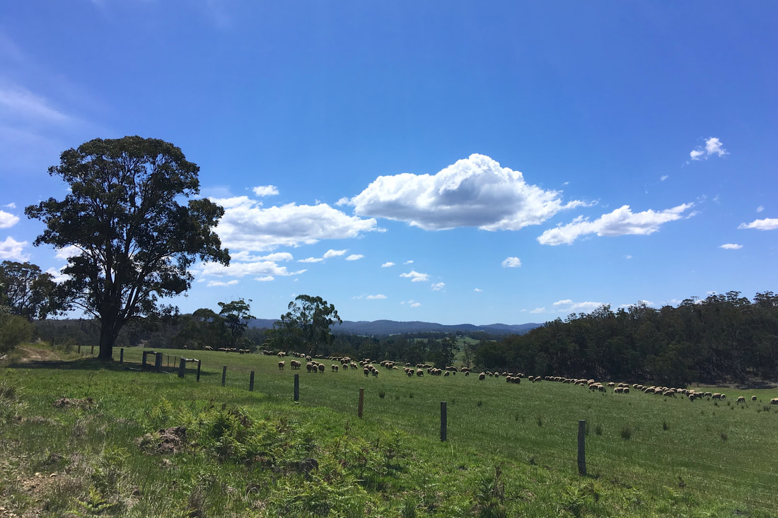 Green paddocks and sheep under blue sky