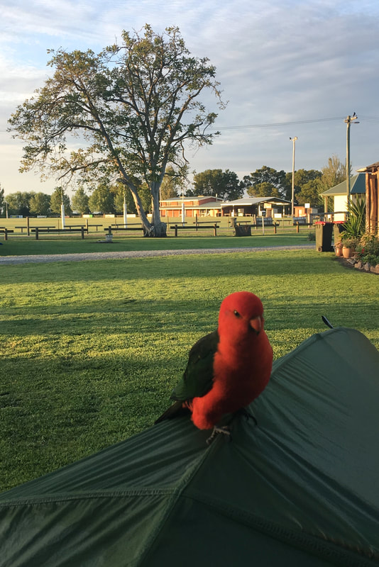 Bright scarlet and green bird on green tent