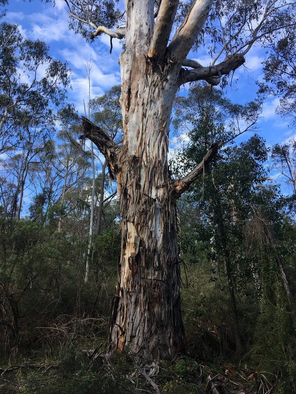 Base of a eucalypt tree