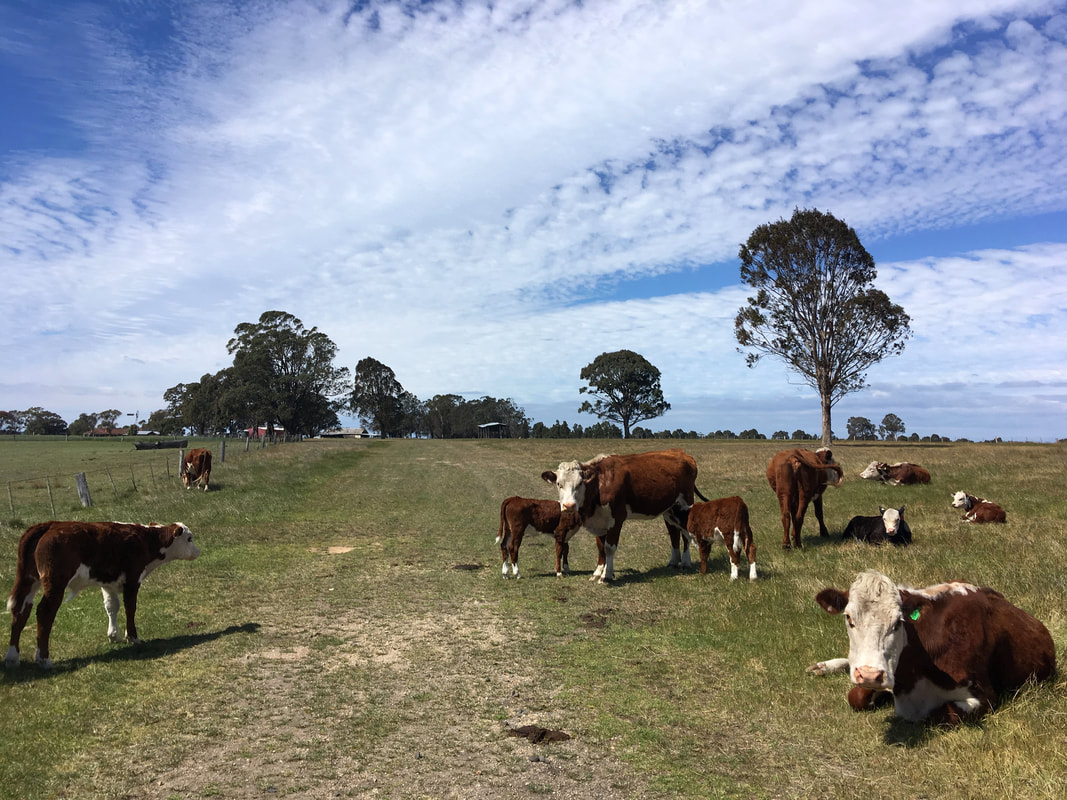 Red and white cows in paddock