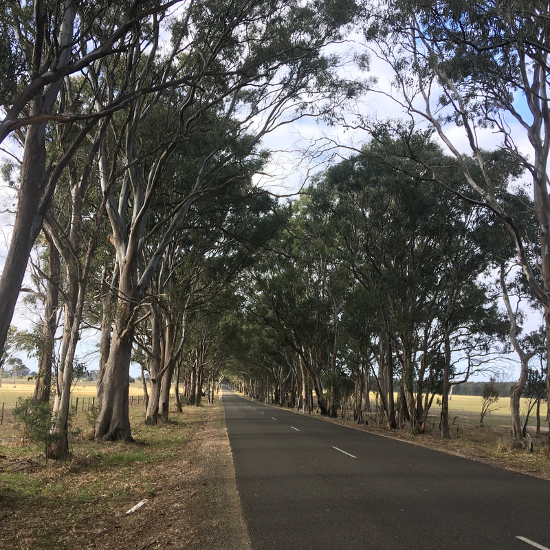 Sealed road between eucalyptus trees