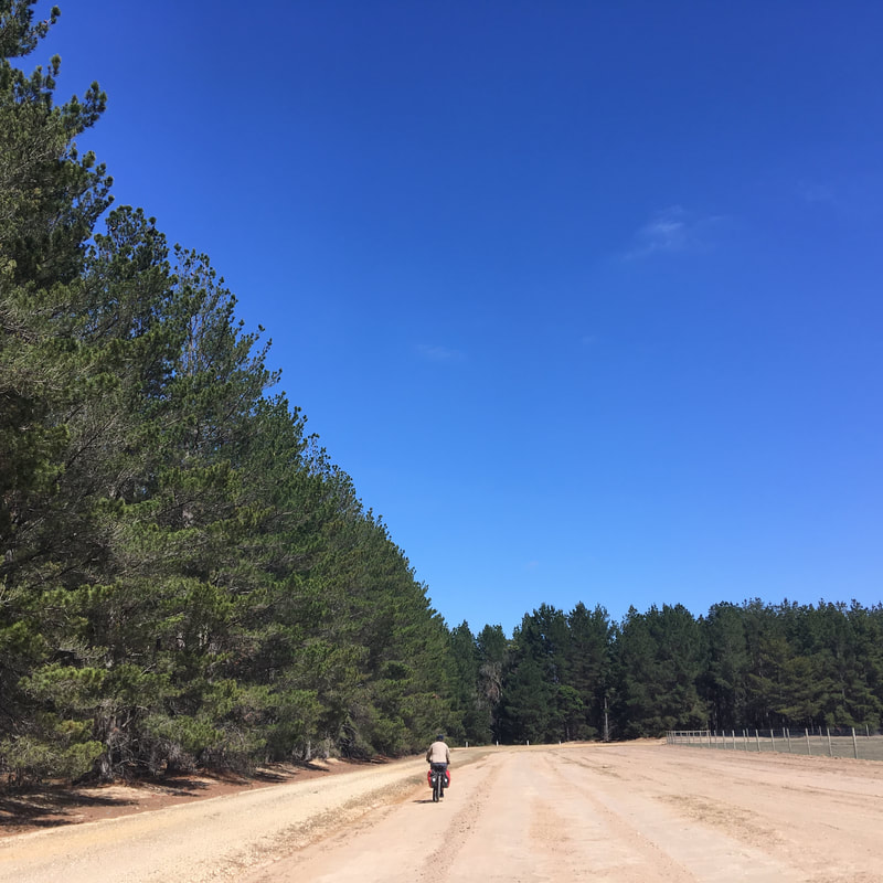Cyclist on dirt road beside pine trees
