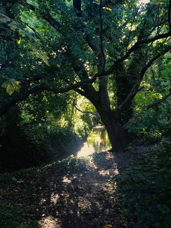 Stream glinting in sunlight between trees