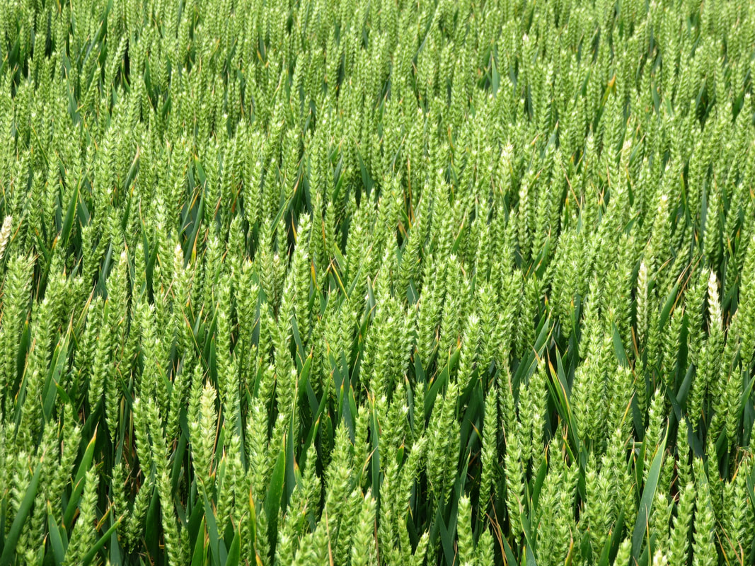 Green wheat tips
