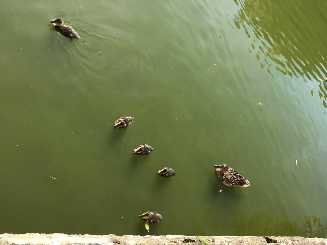 A duck and some ducklings on green water