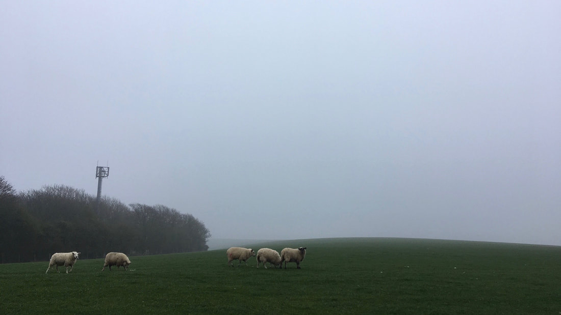 Sheep on a foggy hillside