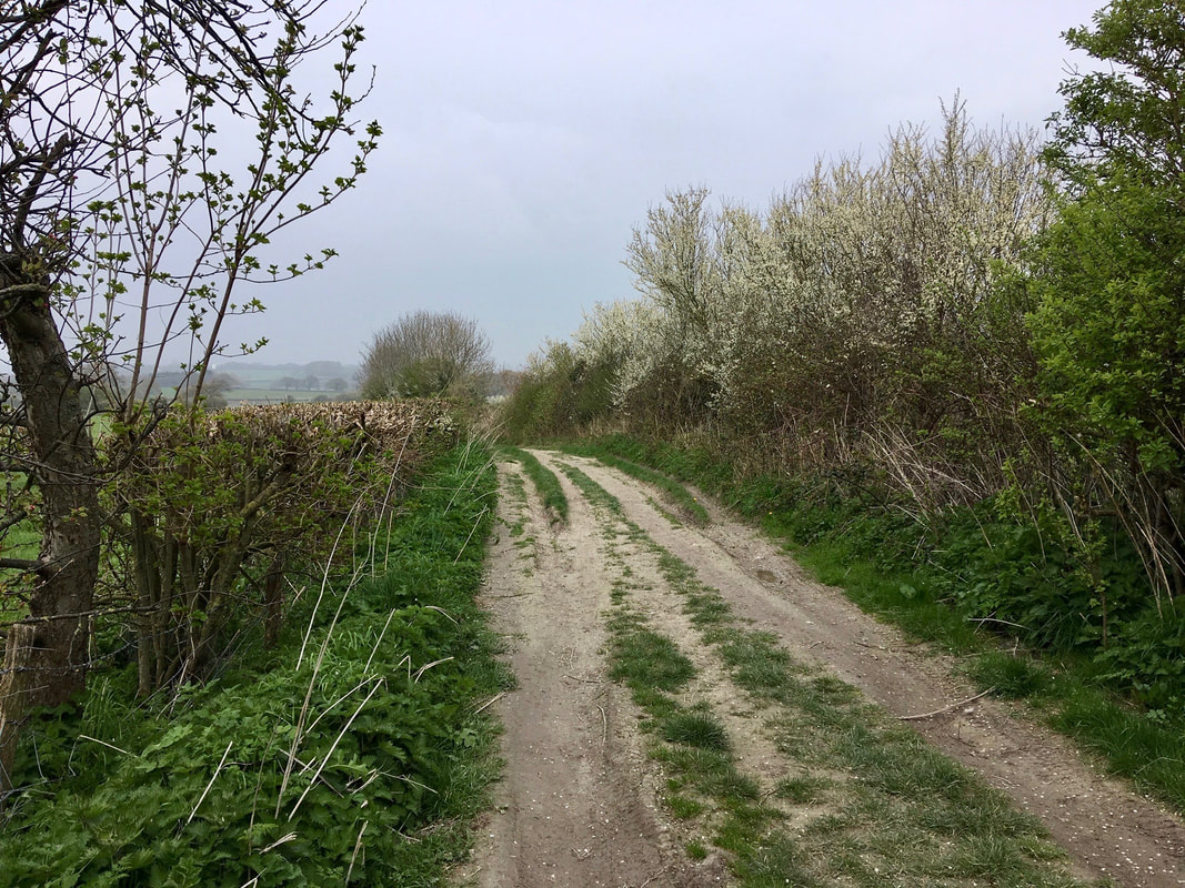Chalk road between hedges - one cut short the other coated in white blossom