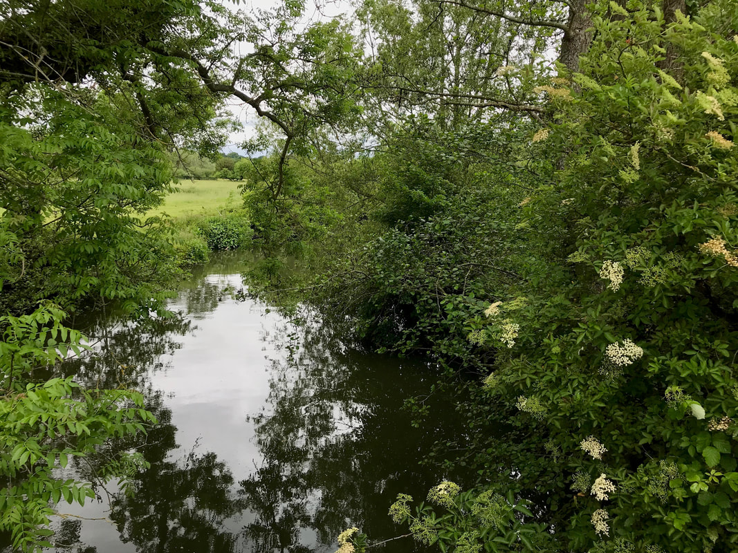 River bordered with lush green trees and bushes