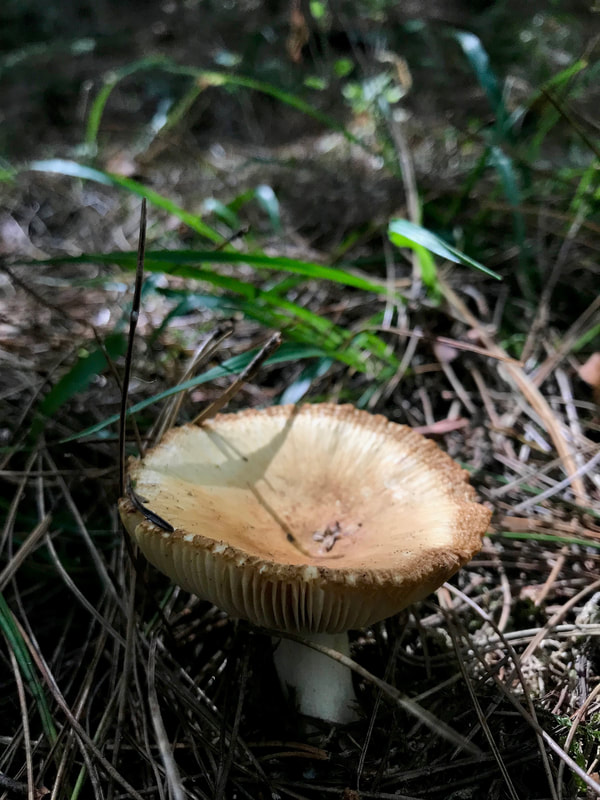 mushroom in light yellowy brown