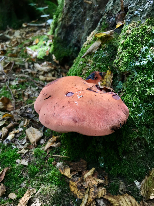 pinkish bracket fungus on tree trunk
