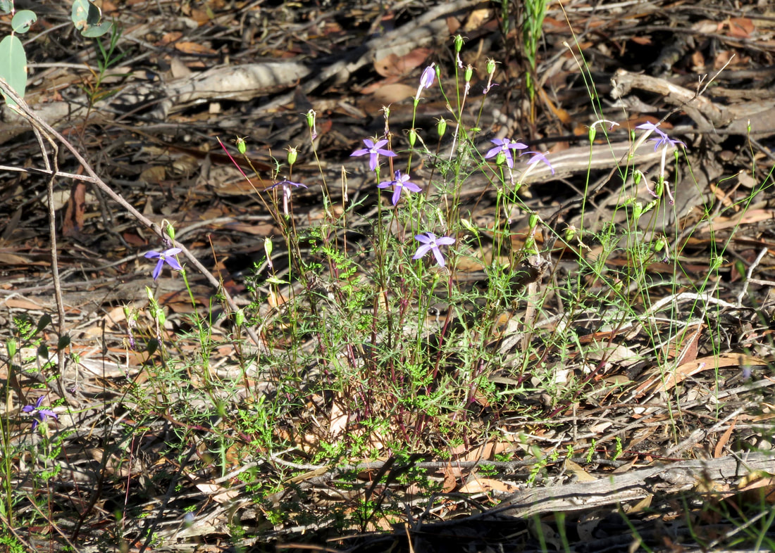 delicate plant with a few purple flowers growing in leaf and stick litter